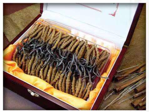 林周冬虫夏草回收